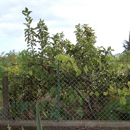 Il Nido Delle Aquile Dell'etna Milo